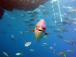 Nemo has been found! Lighthouse Reef, Belize. Olympus 506... by John Keefe 